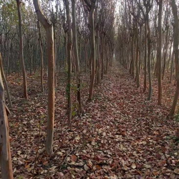 紫薇，观赏树木，花期長且颜