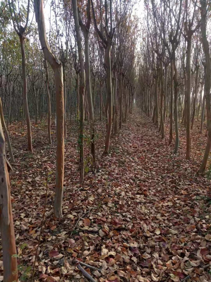 紫薇，观赏树木，花期長且颜