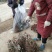 【温克葡萄苗】基地直发保证品质现挖现发包成活包技术