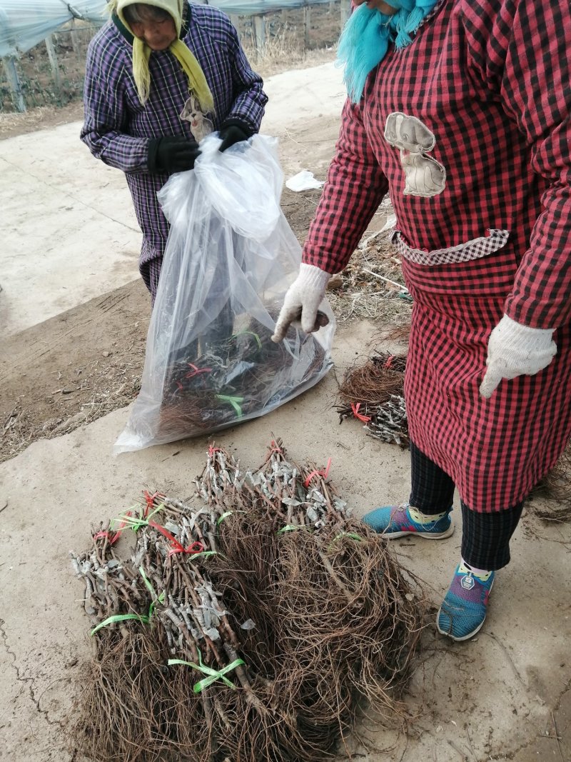 【温克葡萄苗】基地直发保证品质现挖现发包成活包技术