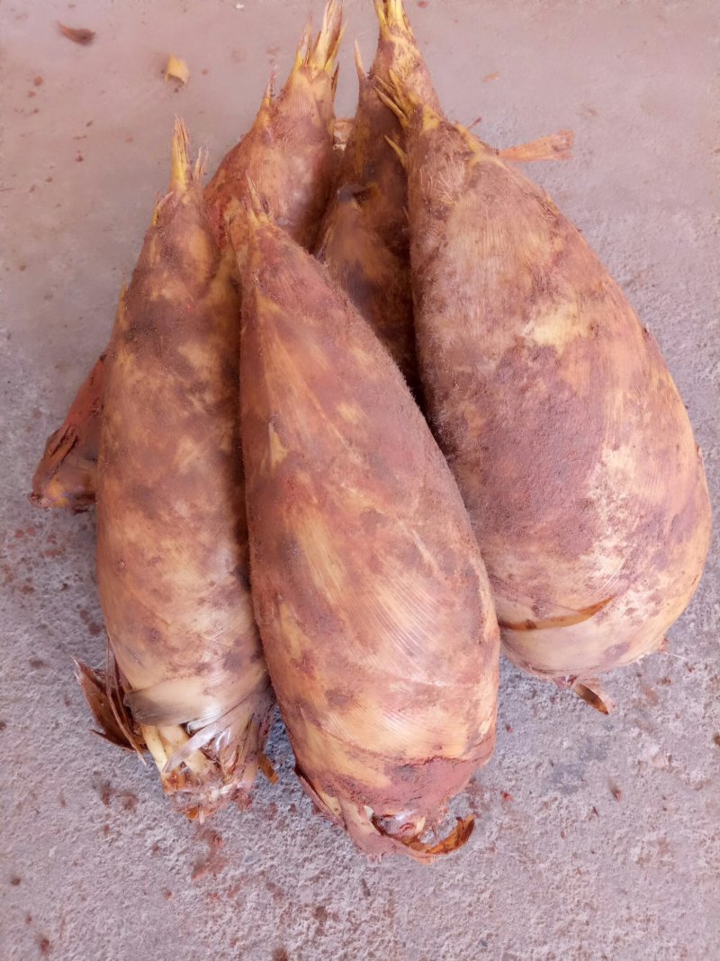 浙江衢州龙游冬笋