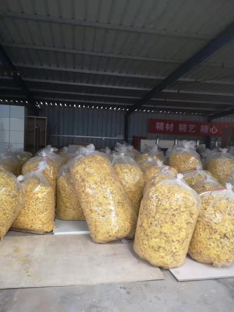 金丝皇菊