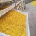 金丝皇菊