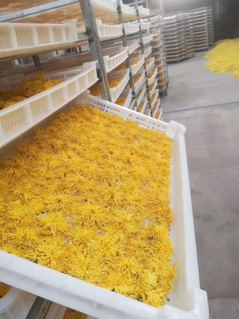 金丝皇菊