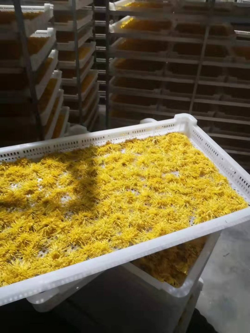 金丝皇菊