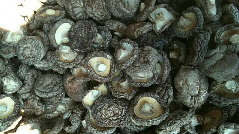 产区香菇新货大量上市，形好肉厚香味浓，规格全，保证质量，