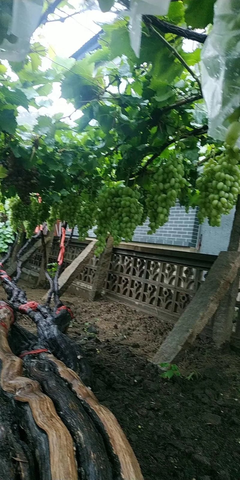 【巨玫瑰葡萄苗】河北昌黎早熟品种味道鲜美果粒艳丽现挖现发