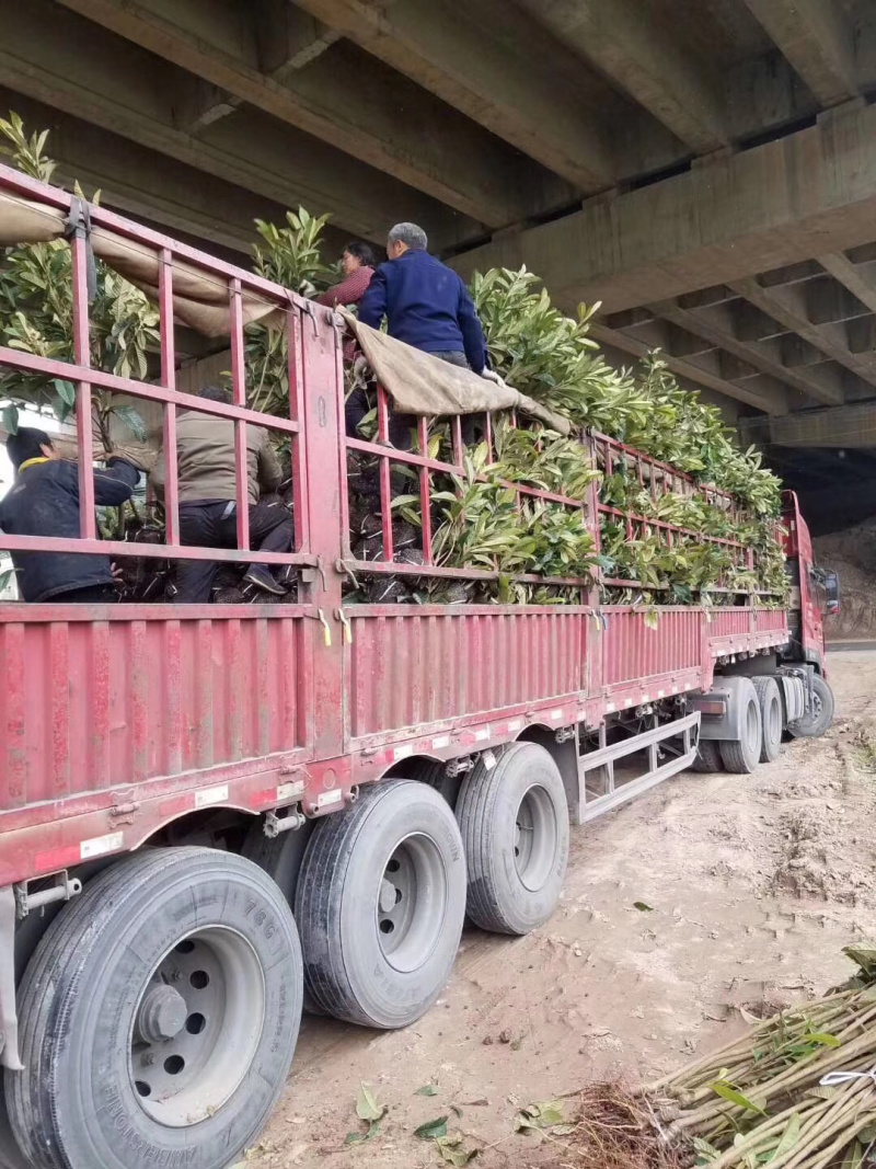 枇杷苗全年有售量大从优