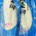专业巴沙鱼系列产品批发现货