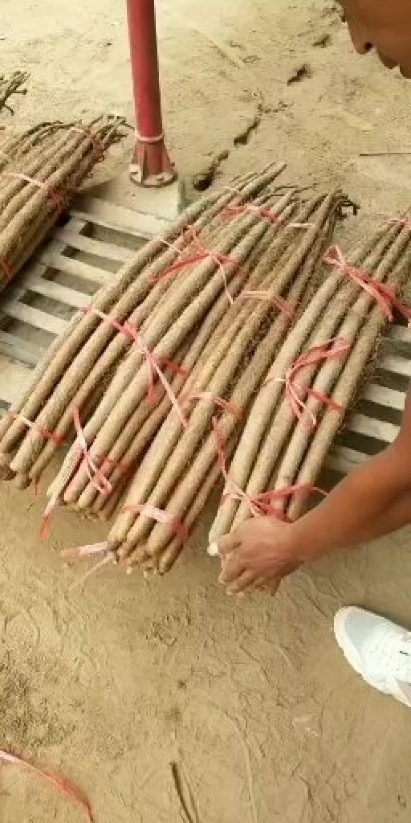 铁棍山药欢迎新老顾客前来采购，，，，洽谈，，，