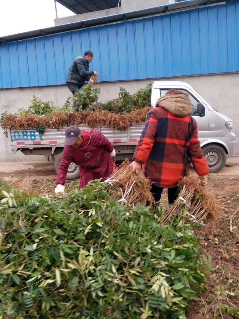 九叶青花椒苗基地直供保证正品