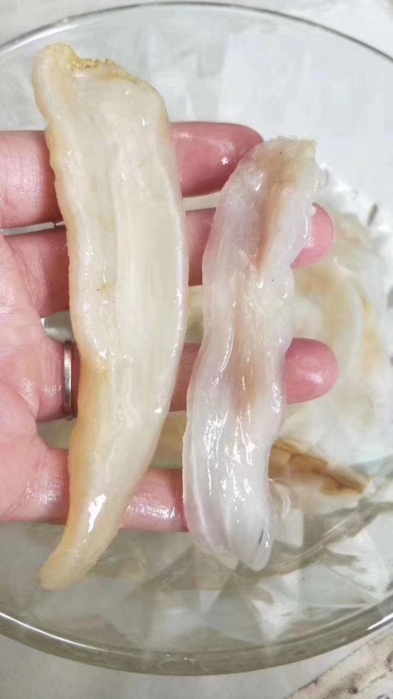 北海黄花鱼胶批发，鱼胶，鱼胶，鱼胶。