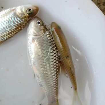 青竹鱼苗，光倒刺鲃鱼苗，军鱼苗，青竹皖鱼苗，康坚鱼苗