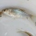 青竹鱼苗，光倒刺鲃鱼苗，军鱼苗，青竹皖鱼苗，康坚鱼苗