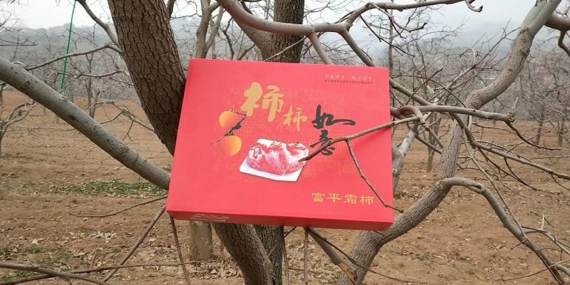 陕西正宗的富平贡品柿饼