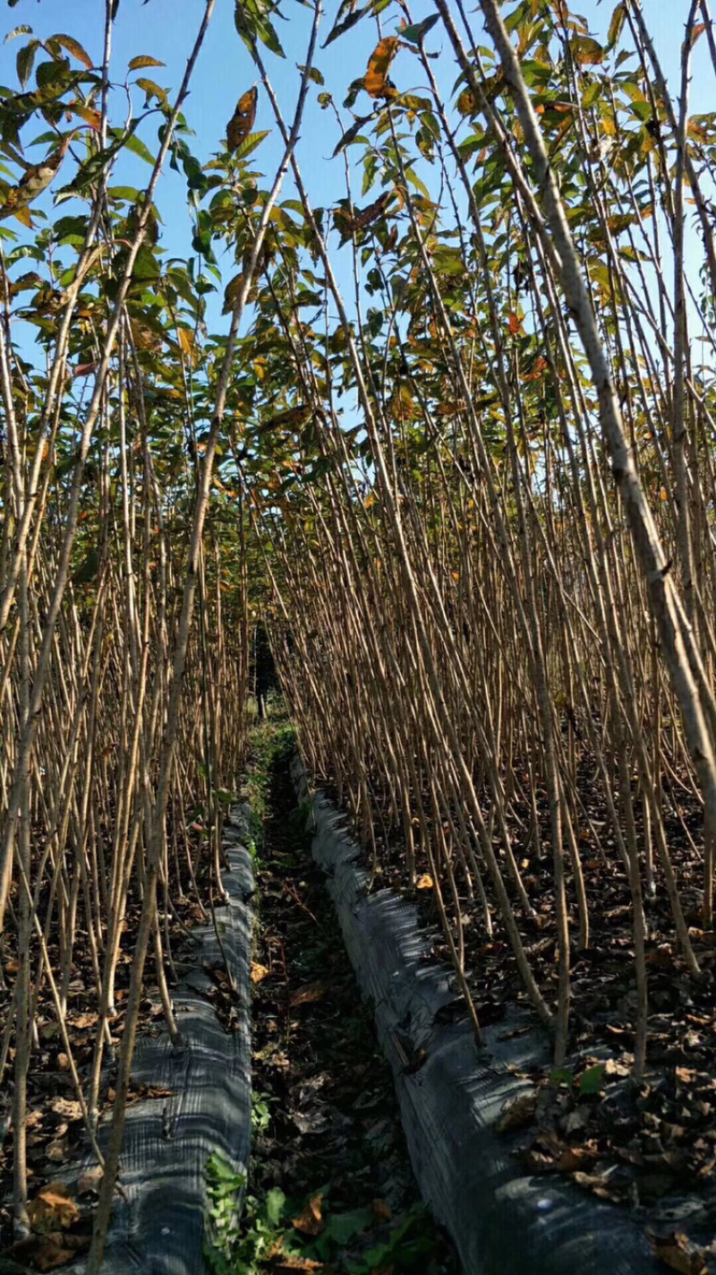 日本晚樱小苗精品晚樱种植苗精品绿化早樱苗