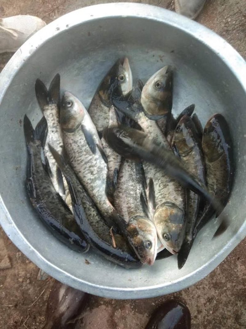 大头鱼苗，花鲢鱼苗，胖头鱼苗，鳙鱼苗，缩骨大头鱼苗，
