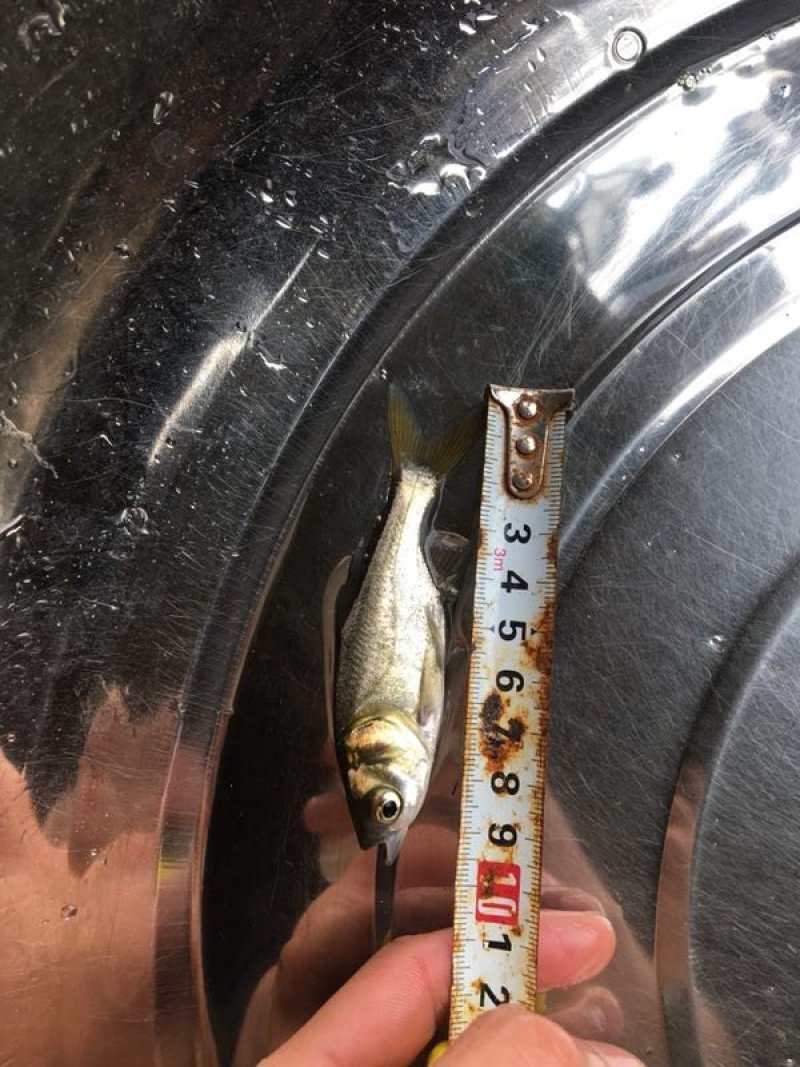 大头鱼苗，花鲢鱼苗，胖头鱼苗，鳙鱼苗，缩骨大头鱼苗，