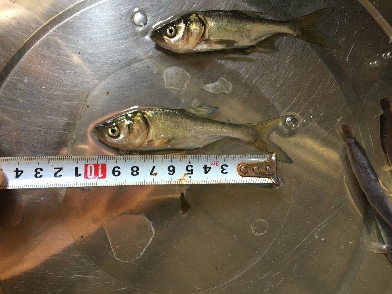 大头鱼苗，花鲢鱼苗，胖头鱼苗，鳙鱼苗，缩骨大头鱼苗，