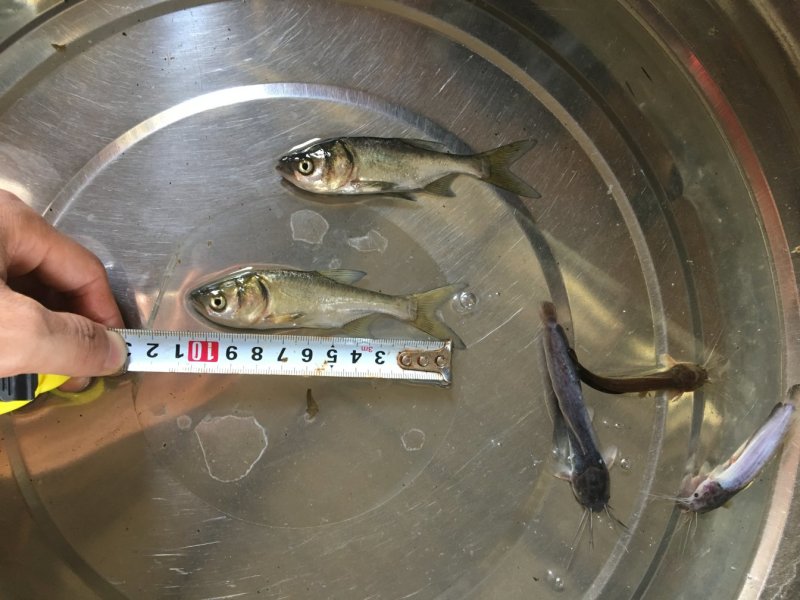 大头鱼苗，花鲢鱼苗，胖头鱼苗，鳙鱼苗，缩骨大头鱼苗，