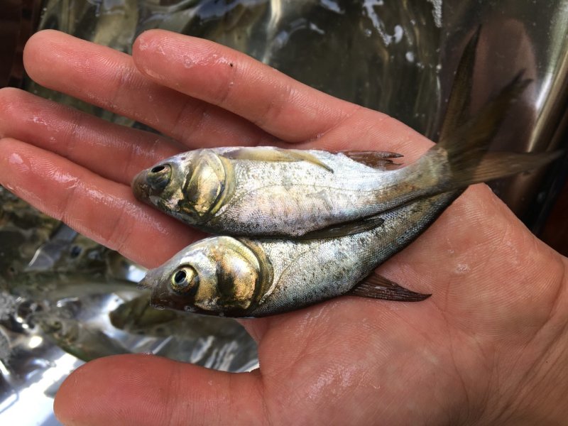 大头鱼苗，花鲢鱼苗，胖头鱼苗，鳙鱼苗，缩骨大头鱼苗，