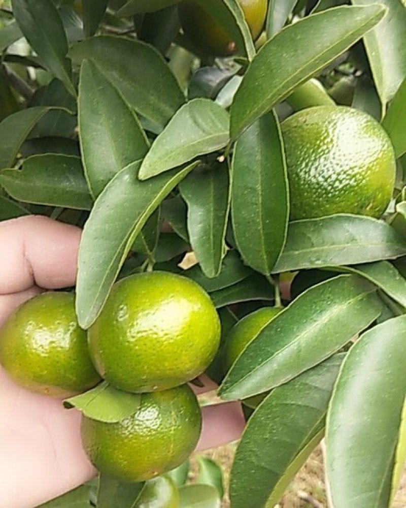 清皮巴西橘