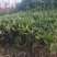 箬竹大量供应观赏竹大量供应