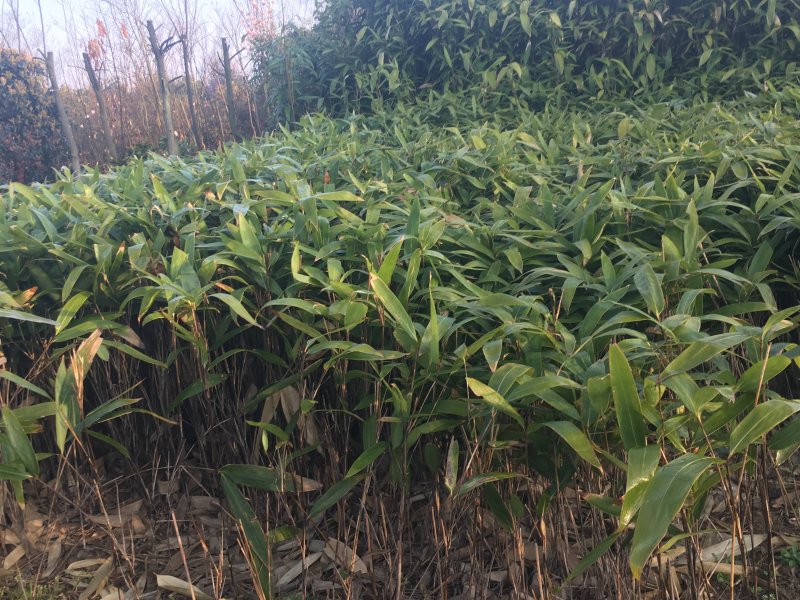 箬竹大量供应观赏竹大量供应