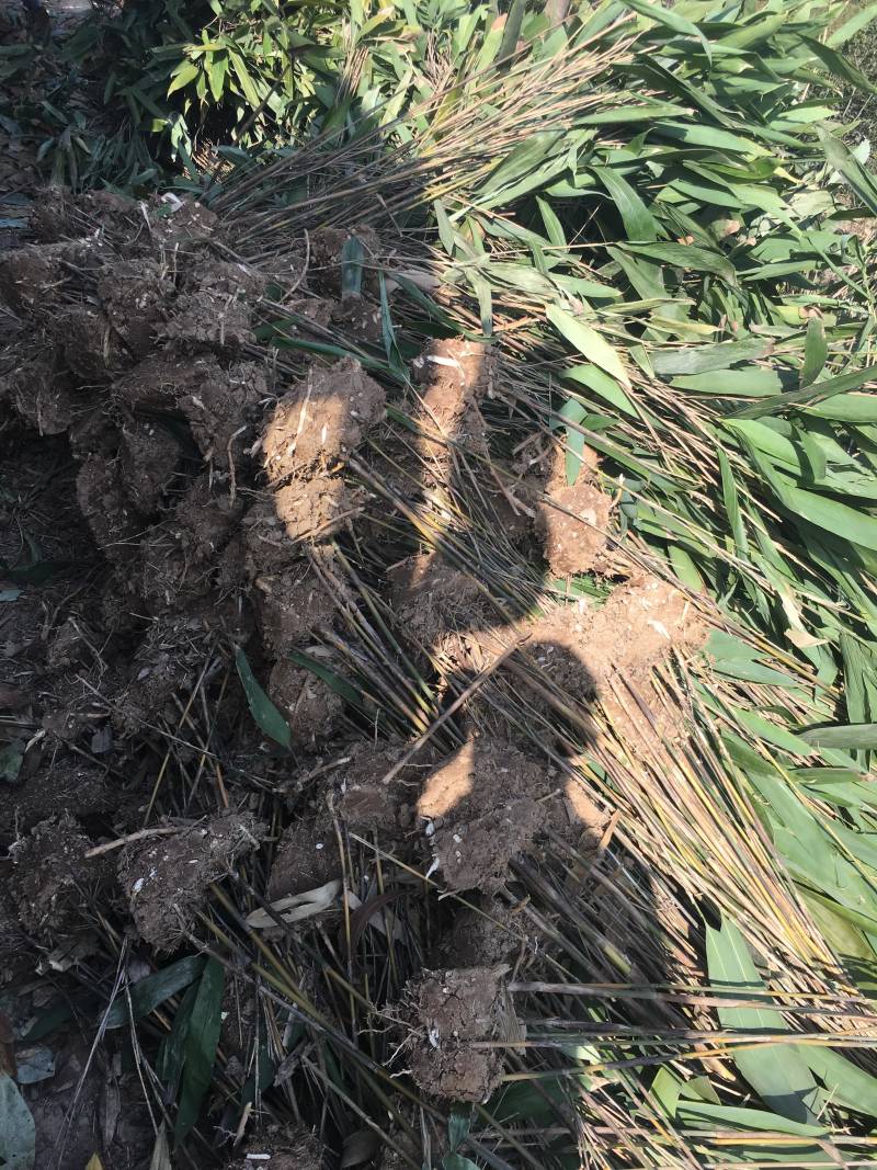 箬竹大量供应观赏竹大量供应