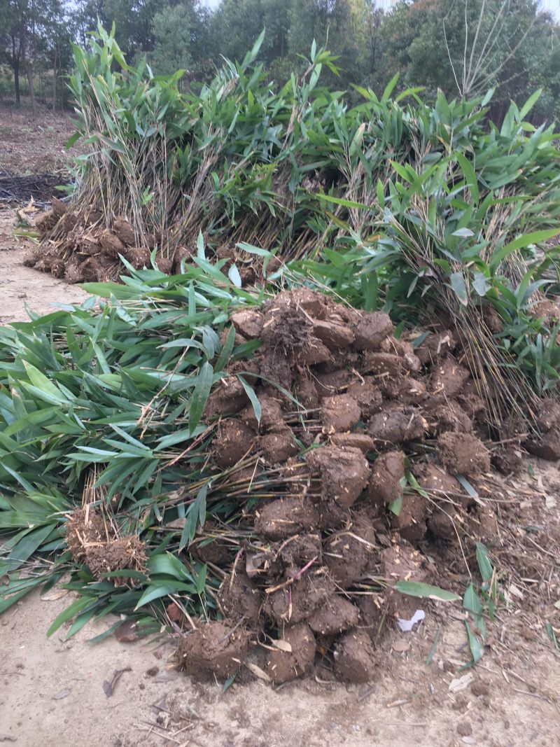 箬竹大量供应观赏竹大量供应