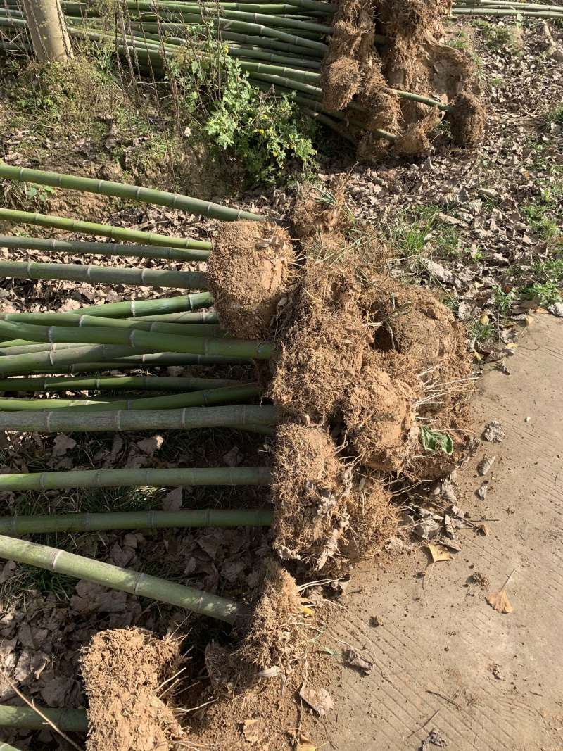 箬竹大量供应观赏竹大量供应