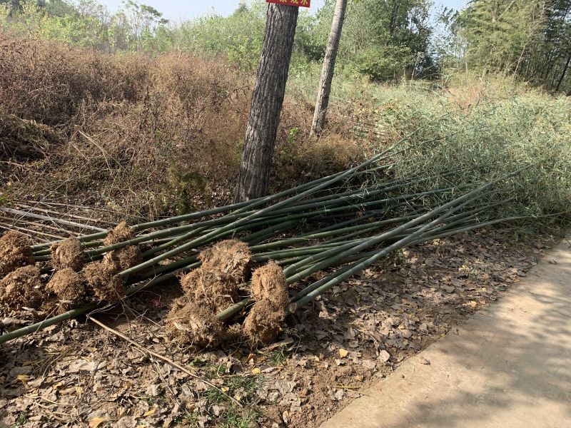 箬竹大量供应观赏竹大量供应