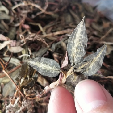 金线莲干品银线莲，小叶足干