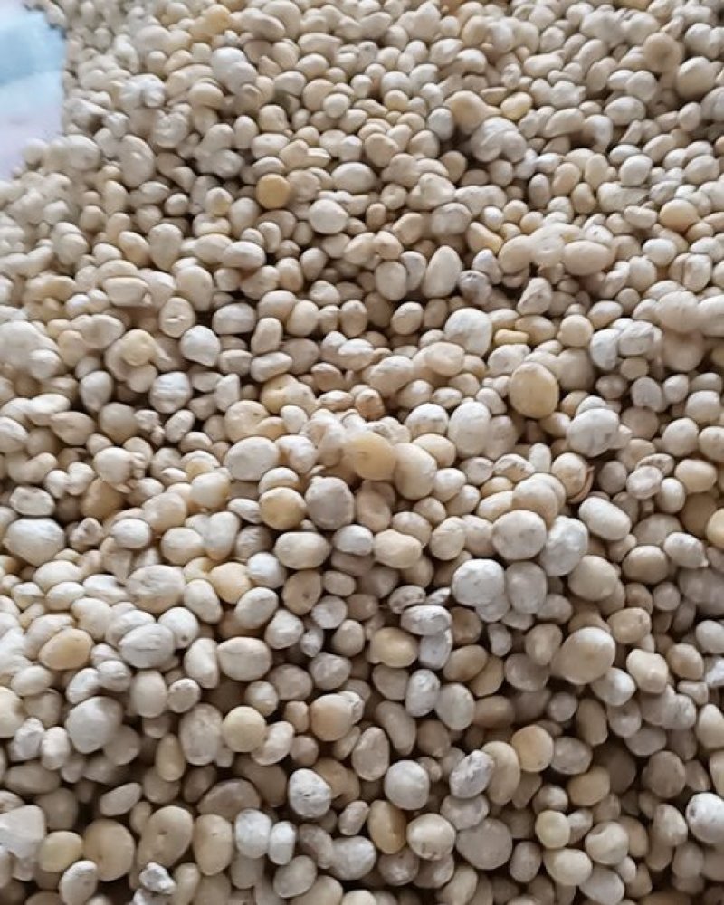 2020年半夏去皮干货1.2往上的，产地直发，质量保证