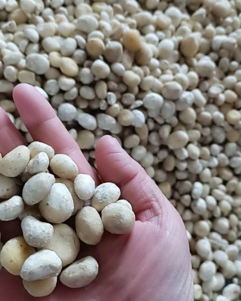 2020年半夏去皮干货1.2往上的，产地直发，质量保证