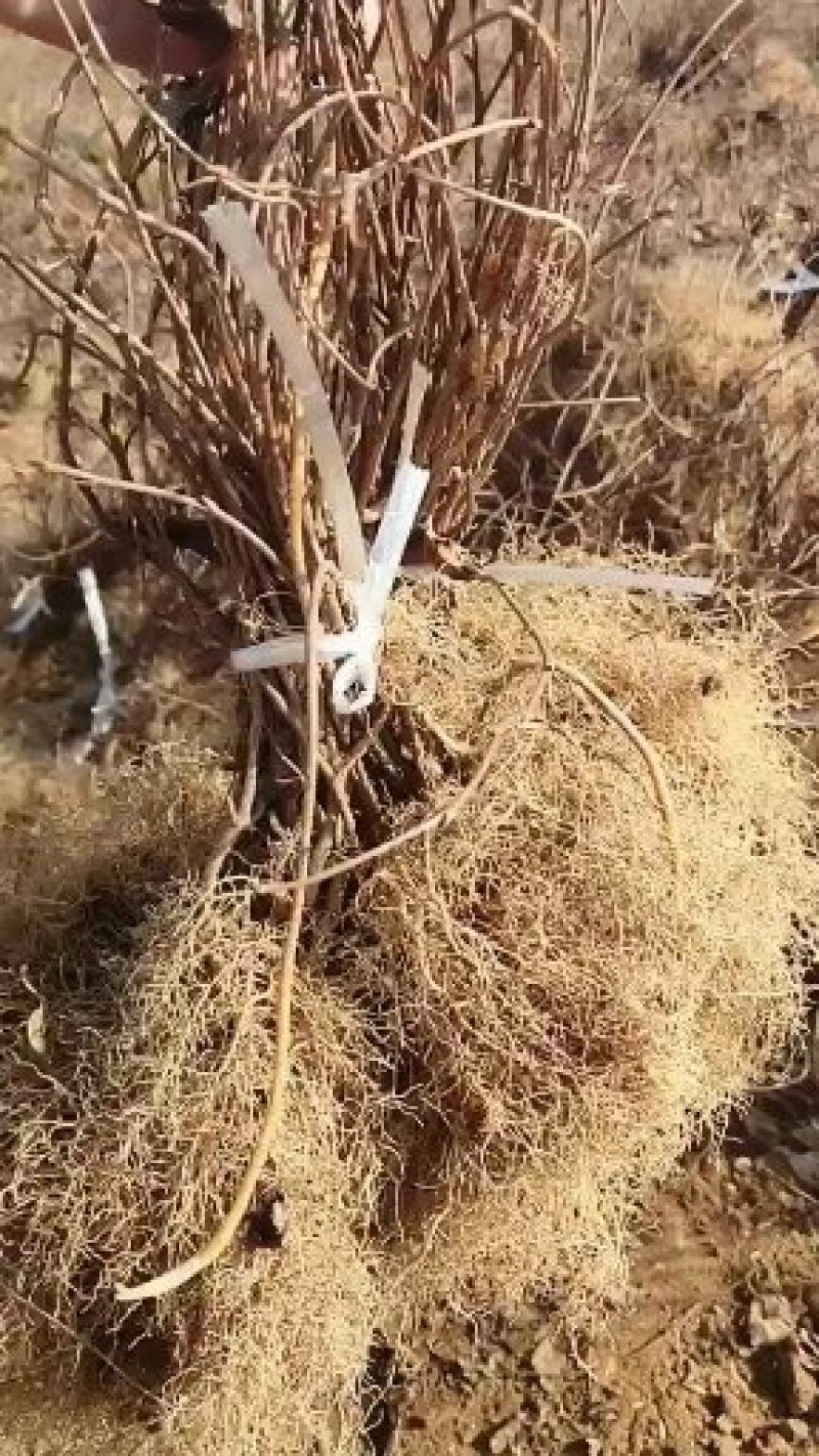 北五味子苗大串大颗粒精选品种成活率高产量高结果早包教技术