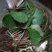 富强生态农业大别山生态虎耳草‘:包邮包活