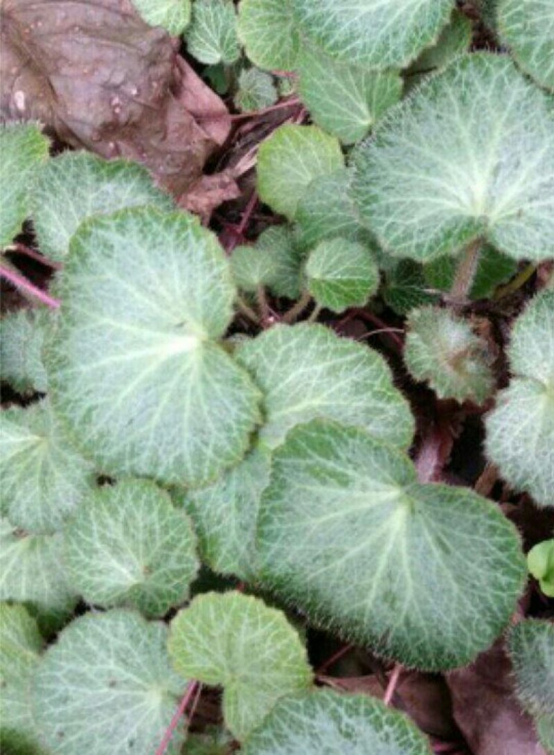 富强生态农业大别山生态虎耳草‘:包邮包活