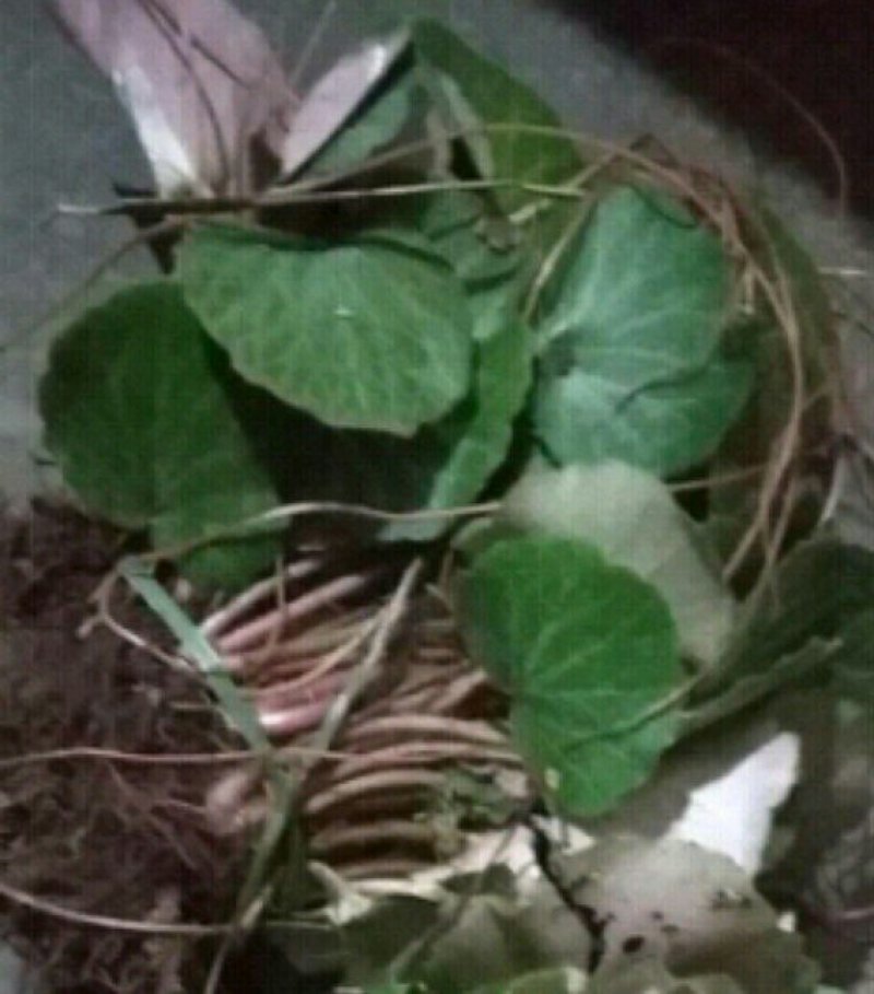 富强生态农业大别山生态虎耳草‘:包邮包活