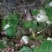 富强生态农业大别山生态虎耳草‘:包邮包活