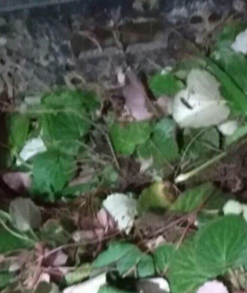 富强生态农业大别山生态虎耳草‘:包邮包活