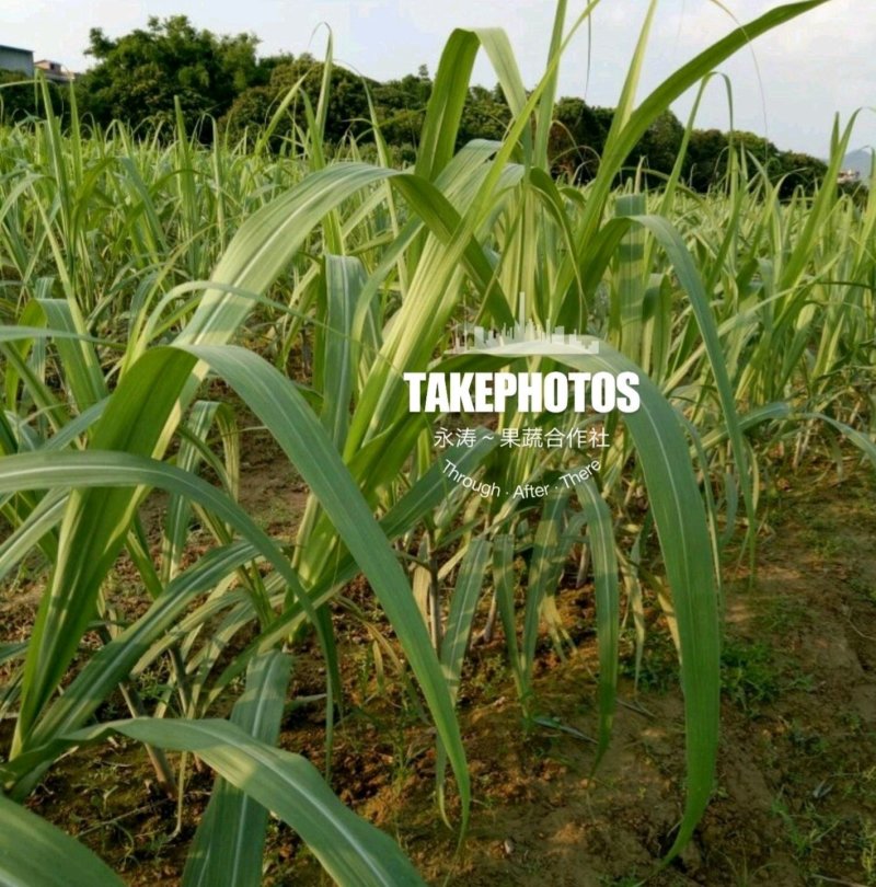 【精选】2026黑皮甘蔗种苗提供北方种植技术，跟踪指导