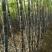 【精选】2026黑皮甘蔗种苗提供北方种植技术，跟踪指导