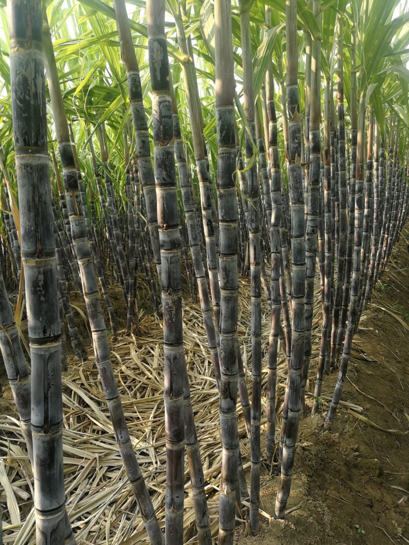 【精选】2026黑皮甘蔗种苗提供北方种植技术，跟踪指导