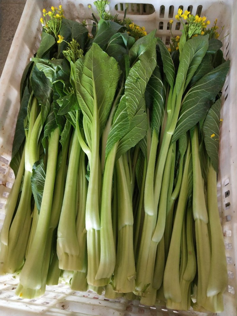 菜心、连州菜心大量上市基地直供、价格优惠、酒店、特产店、