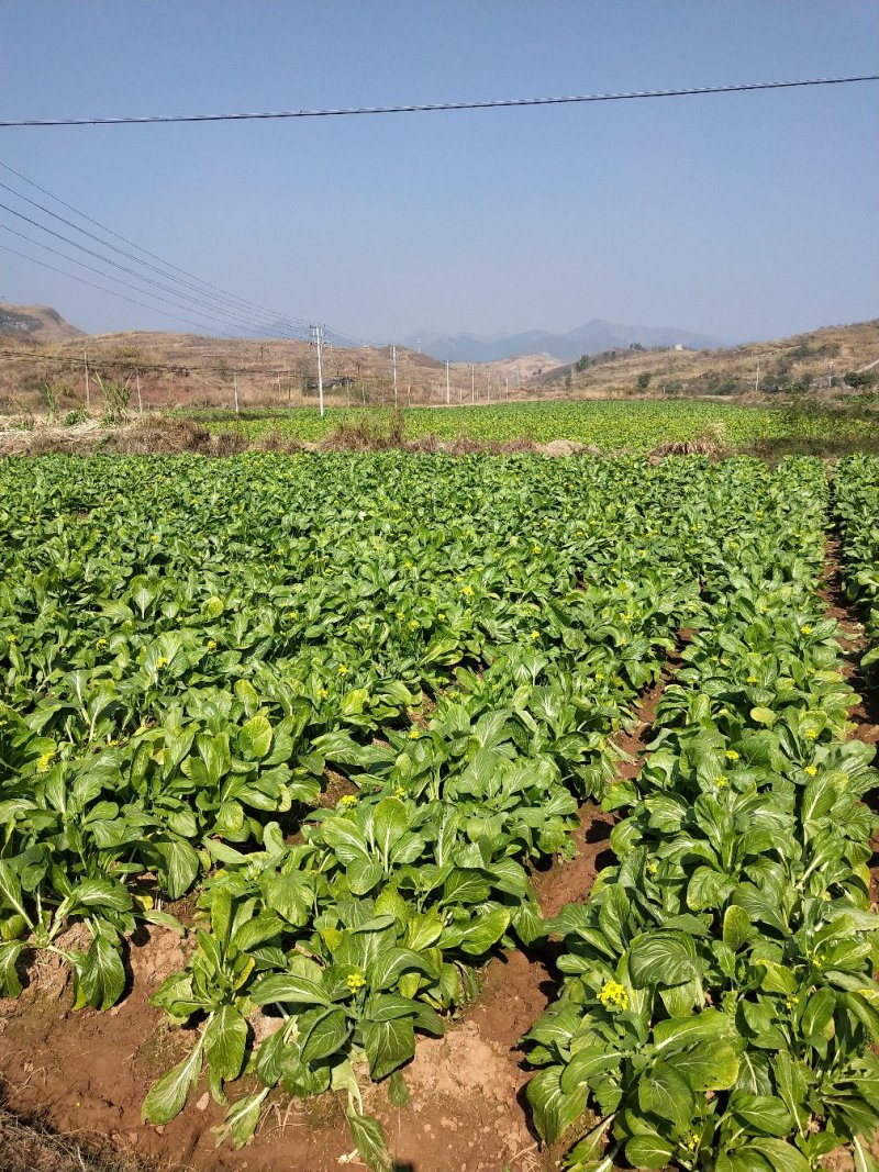 菜心、连州菜心大量上市基地直供、价格优惠、酒店、特产店、