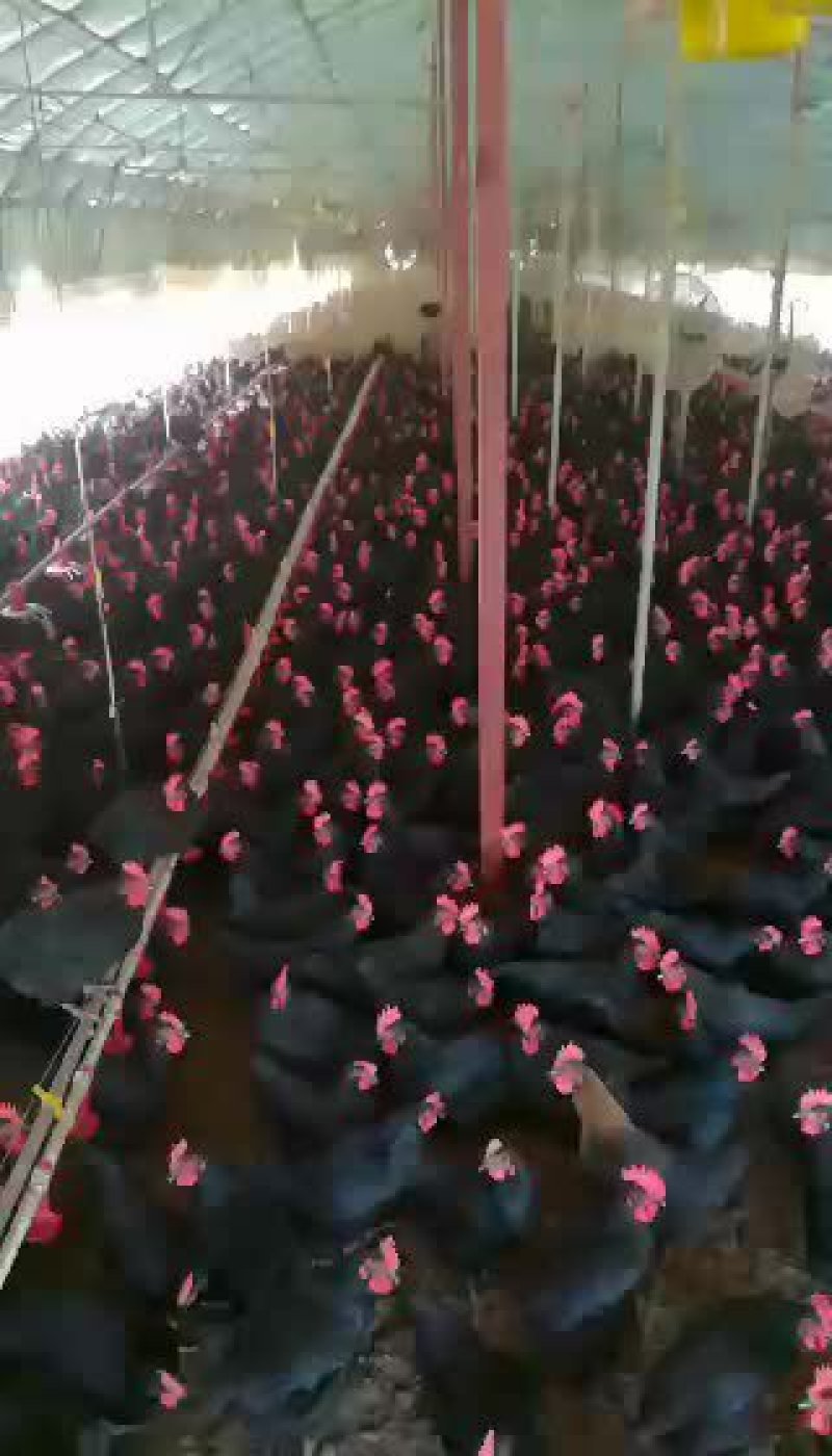 鸡苗黑土鸡苗黑鸡苗纯正土鸡苗直销黑土1.5黑土二黑