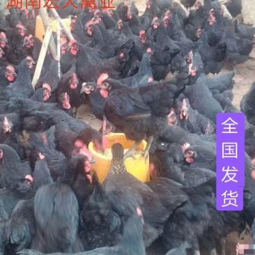 鸡苗黑土鸡苗黑鸡苗纯正土鸡苗直销黑土1.5黑土二黑