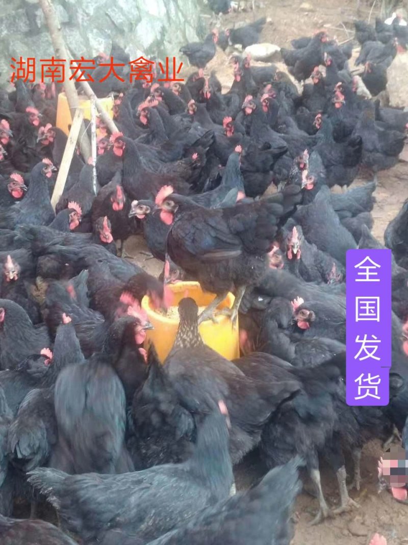 鸡苗黑土鸡苗黑鸡苗纯正土鸡苗直销黑土1.5黑土二黑