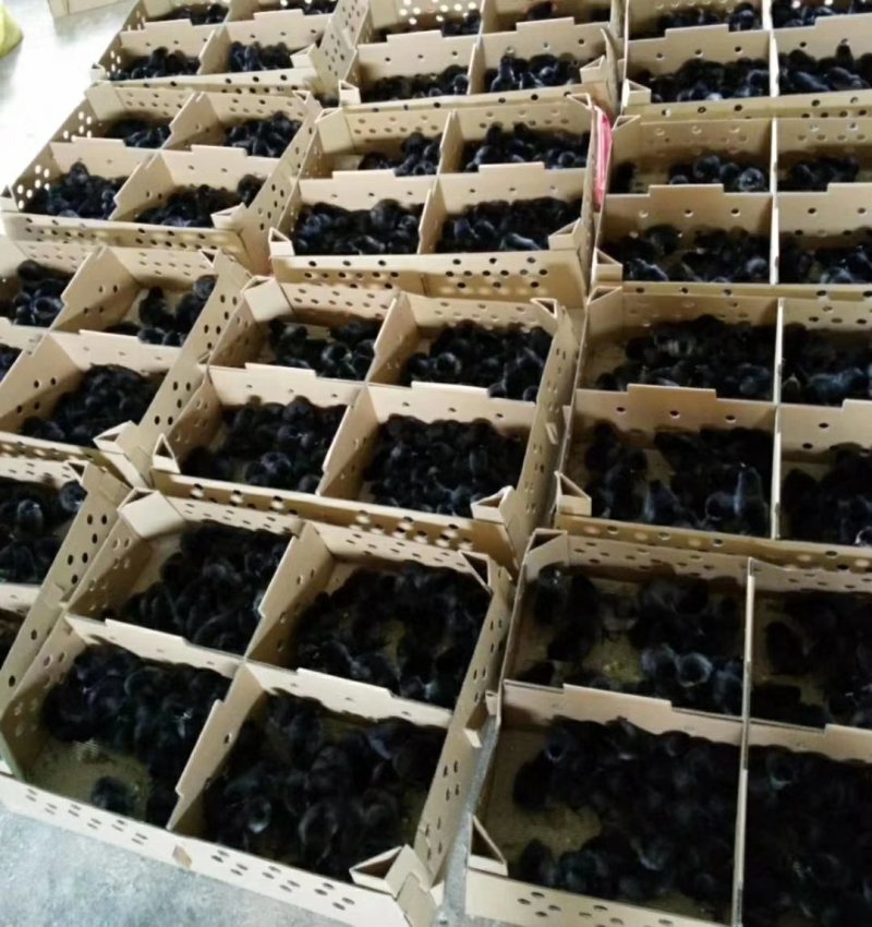鸡苗黑土鸡苗黑鸡苗纯正土鸡苗直销黑土1.5黑土二黑